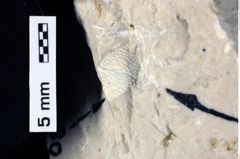 Foto (Detailansicht) von Discutiolira moesica (Muţiu & Bădăluţă, 1971) (NHMW-GEO-1990-0041-0480)